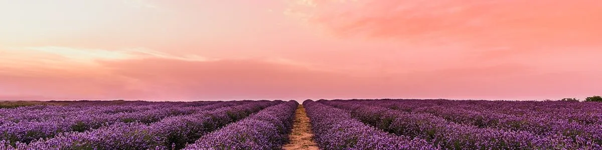 Foto van een lavendelveld onder een prachtige roze lucht